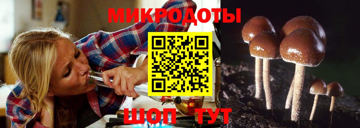 Псилоцибиновые грибы Psilocybe Курчатов